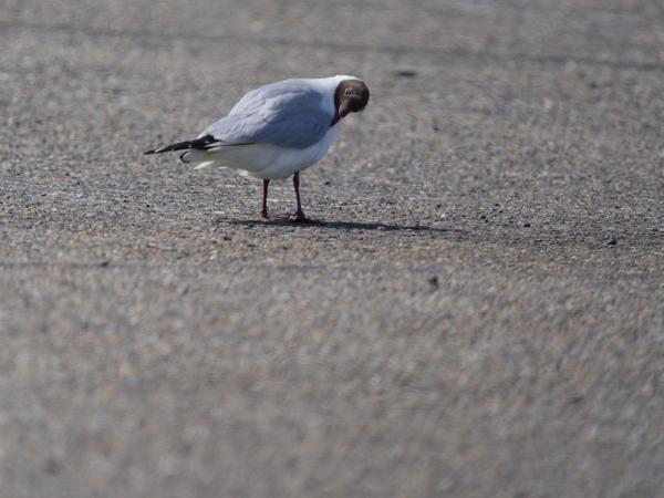 Kokmeeuw (Chroicocephalus ridibundus)